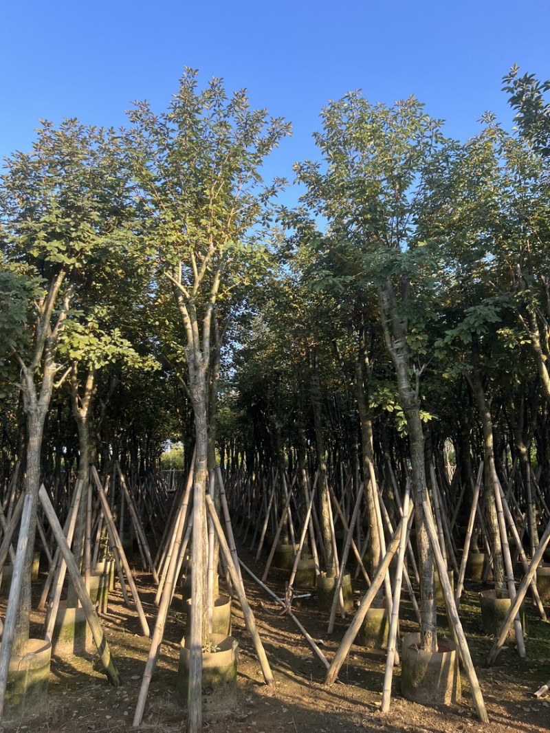 黄花风铃木米径10-12公分产地直销