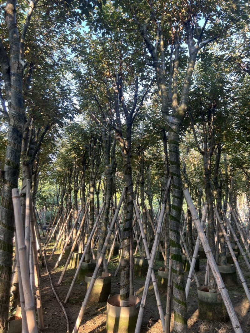 黄花风铃木米径10-12公分产地直销