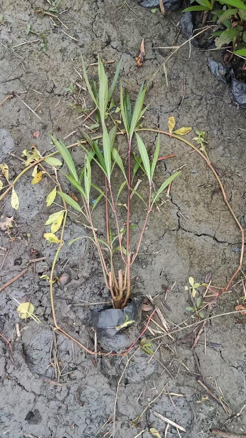 重庆翠芦莉批发重庆苗木基地供应各类规格翠芦莉基地