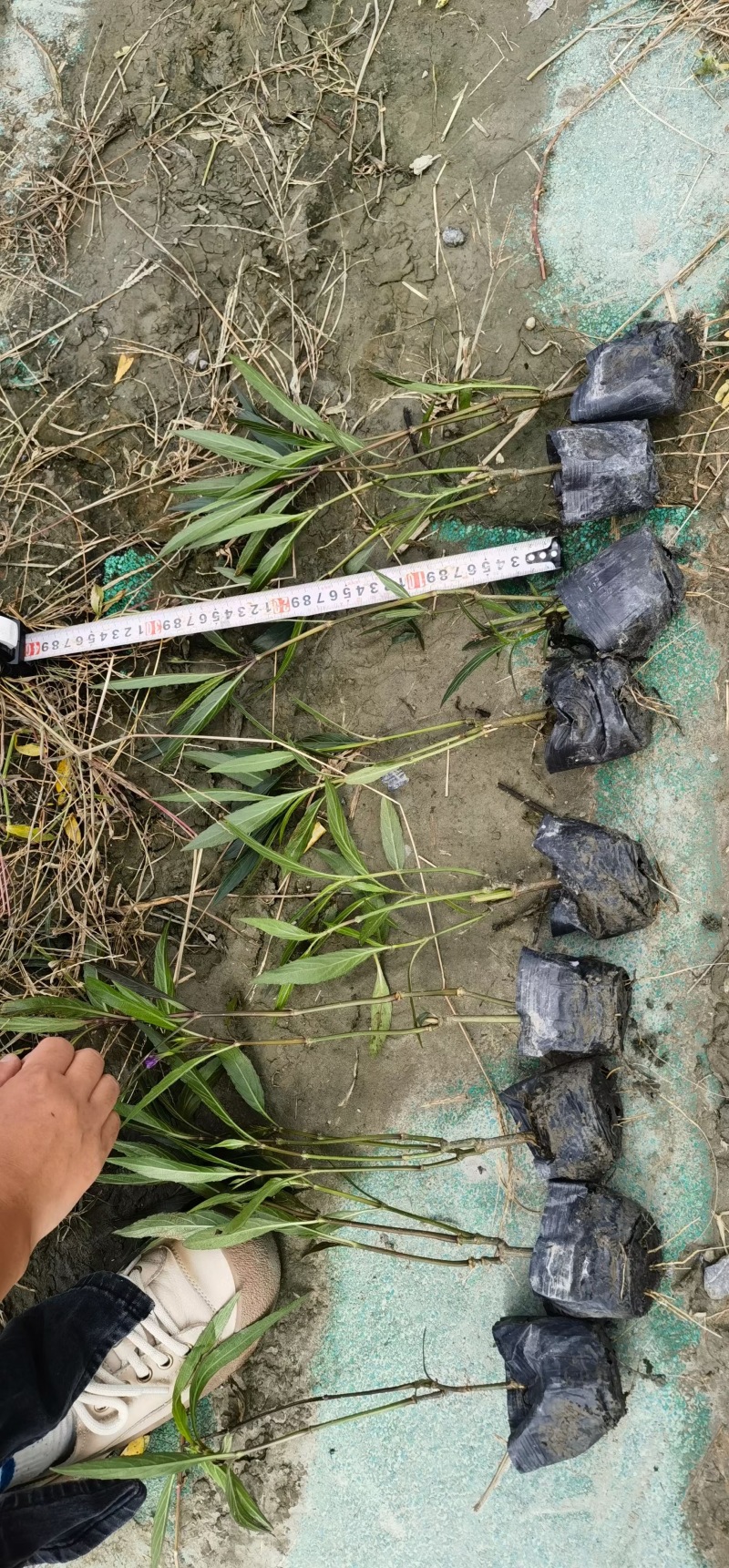 重庆翠芦莉批发重庆苗木基地供应各类规格翠芦莉基地