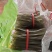 电商团购摆地摊跑江湖苕粉苕皮红薯粉扁粉宽粉