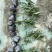 重庆翠芦莉批发重庆苗木基地供应各类规格翠芦莉基地
