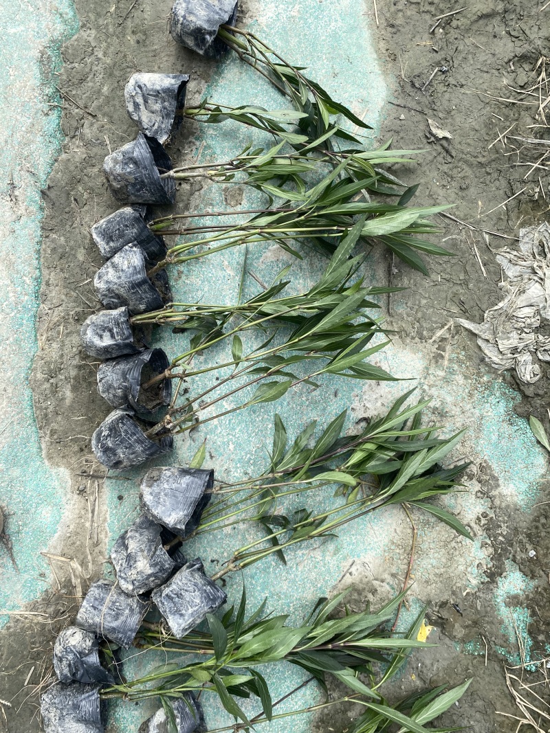 重庆翠芦莉批发重庆苗木基地供应各类规格翠芦莉基地