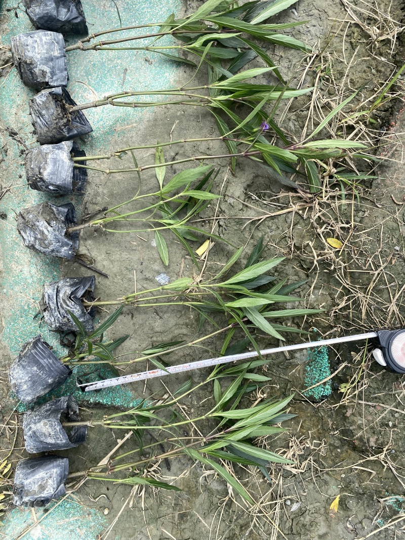 重庆翠芦莉批发重庆苗木基地供应各类规格翠芦莉基地