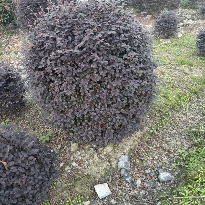 贵州80冠幅红继木球100冠幅红继木球120冠幅红继木球