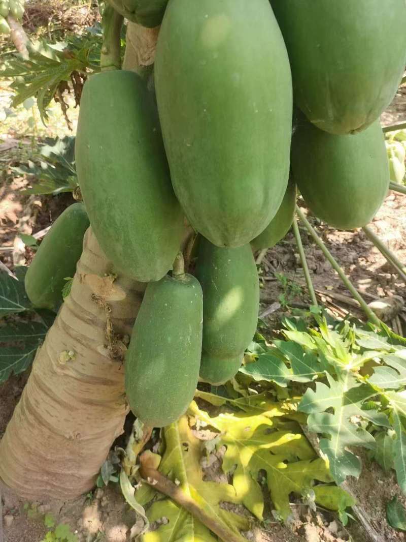 香水木瓜木瓜云南香水木瓜对接商超档口可视频欢迎