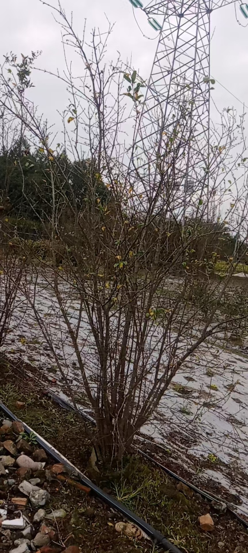 贵州120冠幅花石榴袋苗150冠幅花石榴袋苗