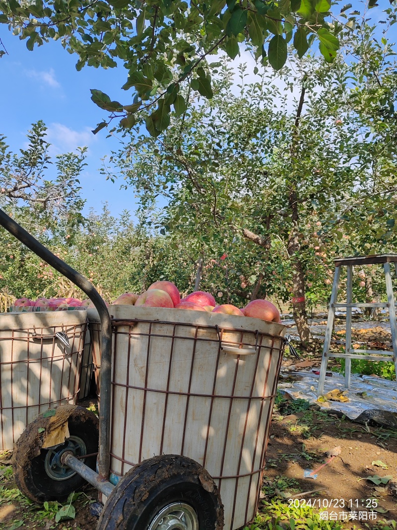 福锦果园产地直供正宗烟台红富士苹果