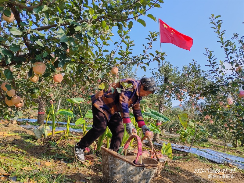 福锦果园产地直供正宗烟台红富士苹果