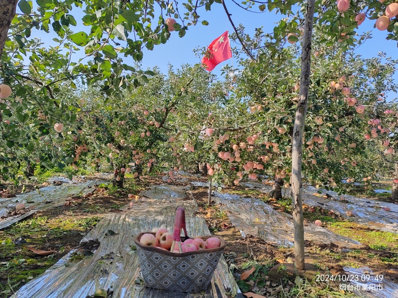 福锦果园产地直供正宗烟台红富士苹果