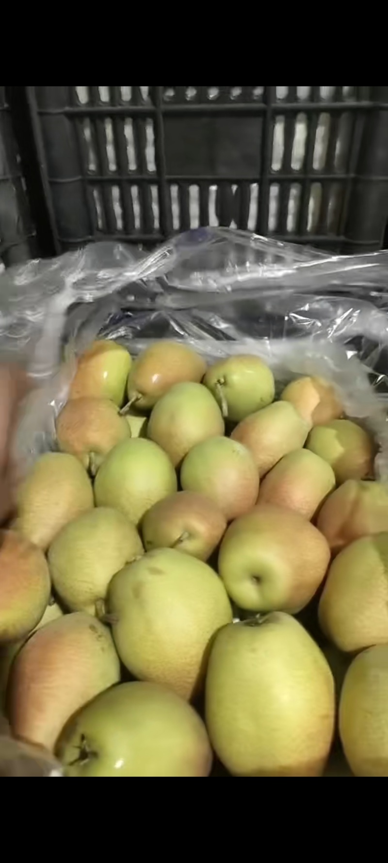 红香酥梨脆甜爽口多汁大量现货供应量大价格从优