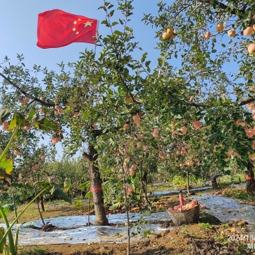 福锦果园产地直供正宗烟台红富士苹果