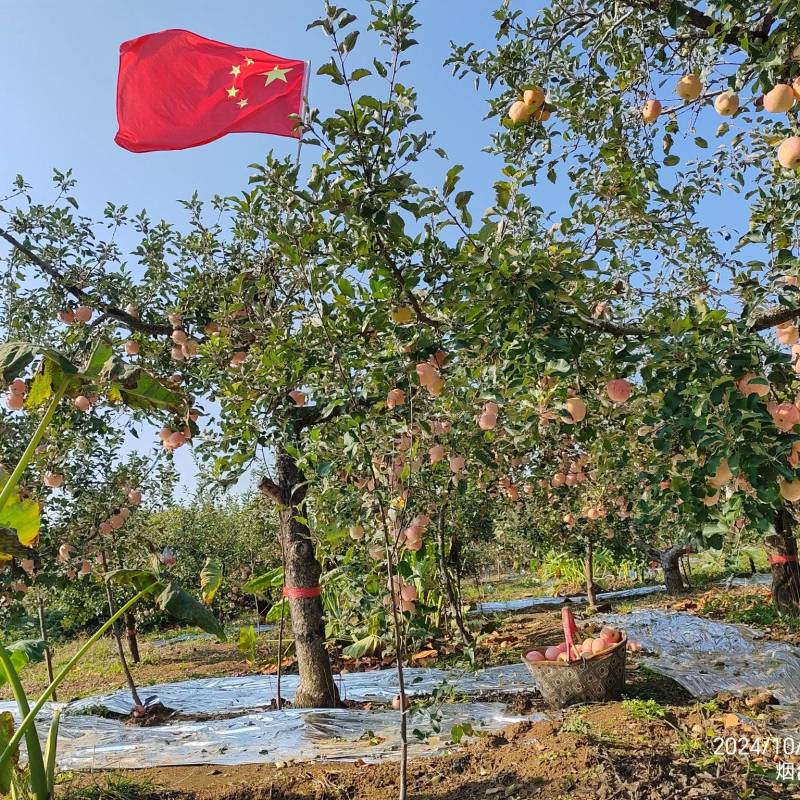 福锦果园产地直供正宗烟台红富士苹果