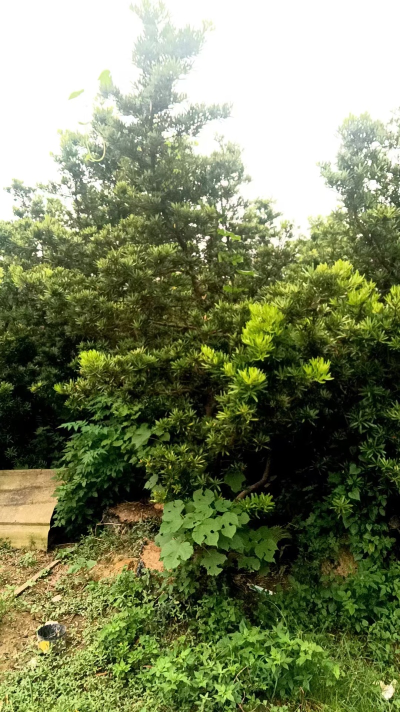 罗汉松
