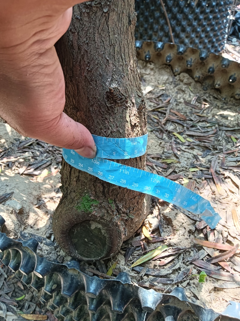 罗汉松