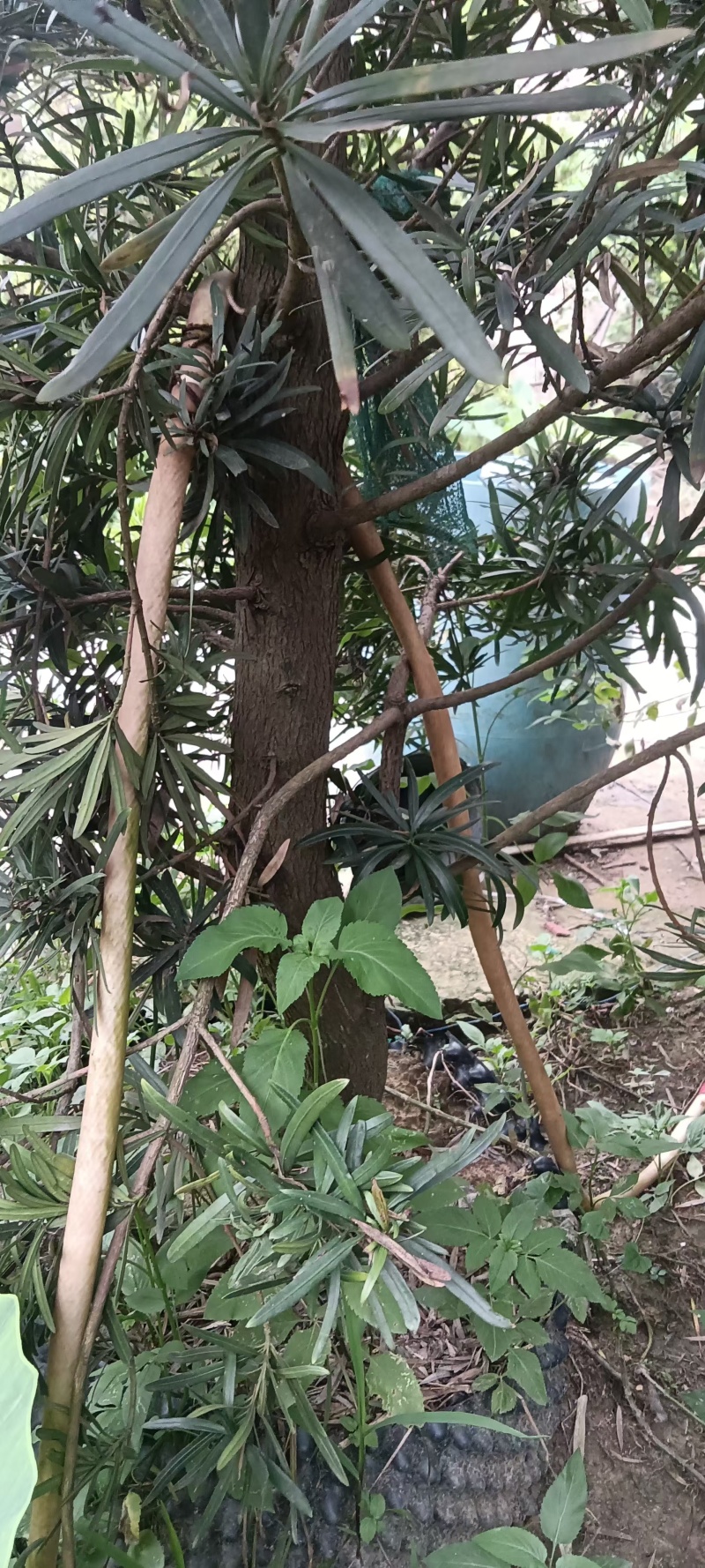罗汉松