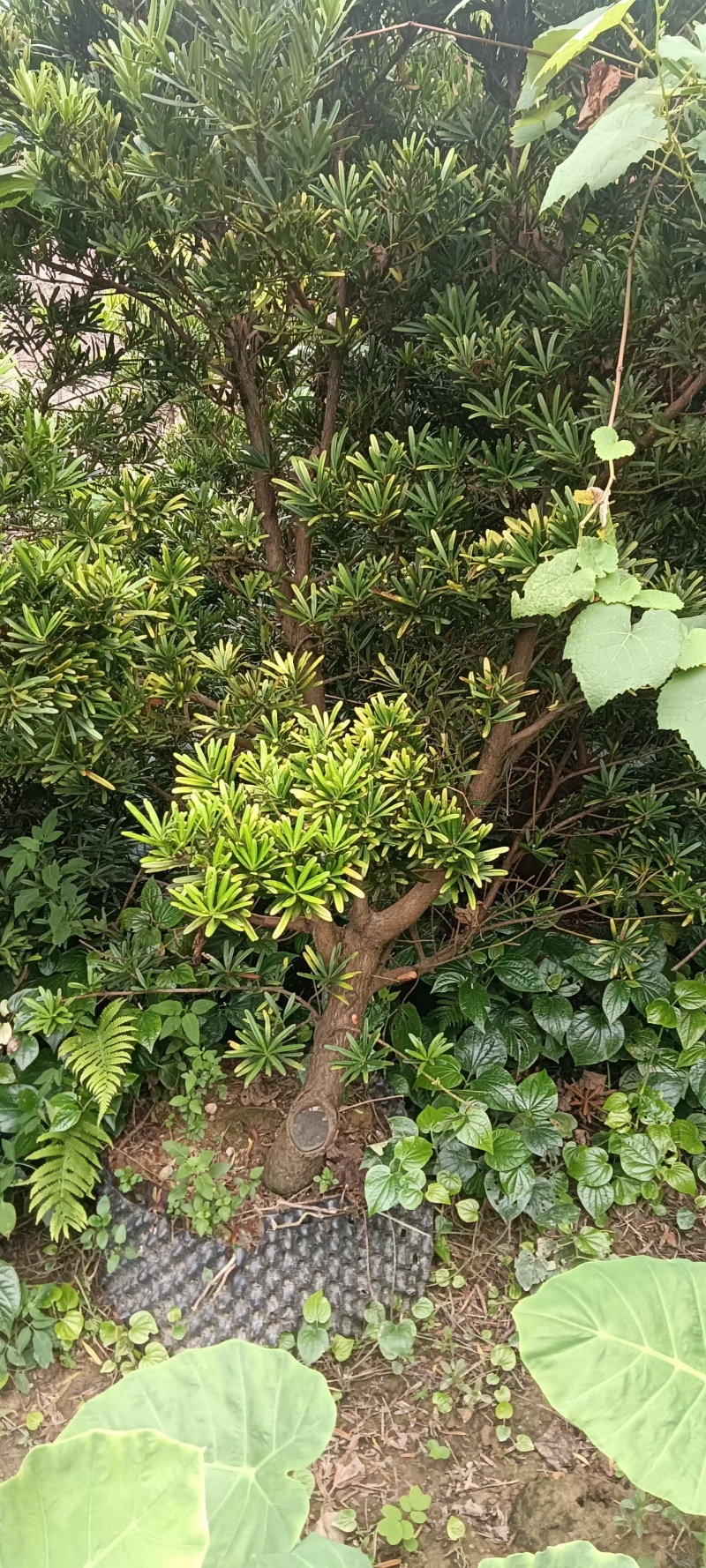 罗汉松