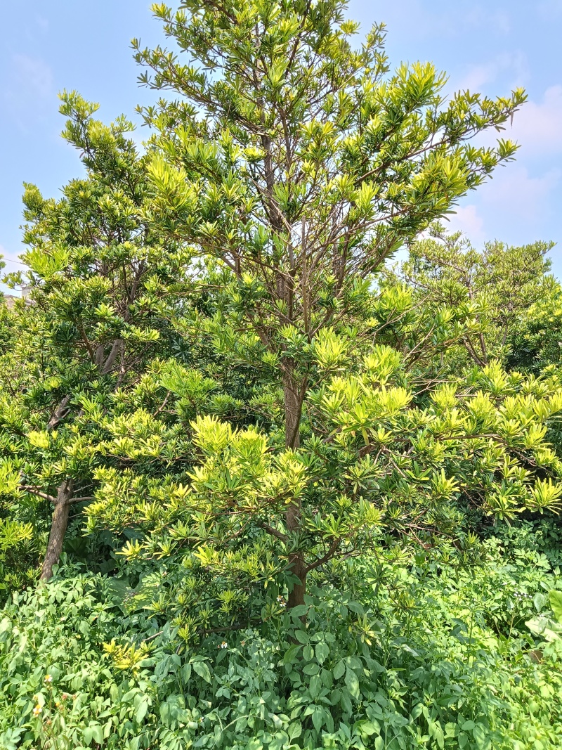 罗汉松
