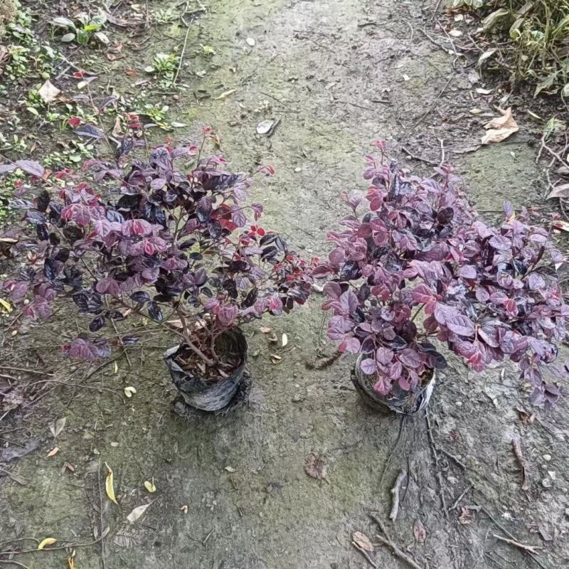 重庆苗红继木批发重庆苗木基地供应各类规格红继木基地