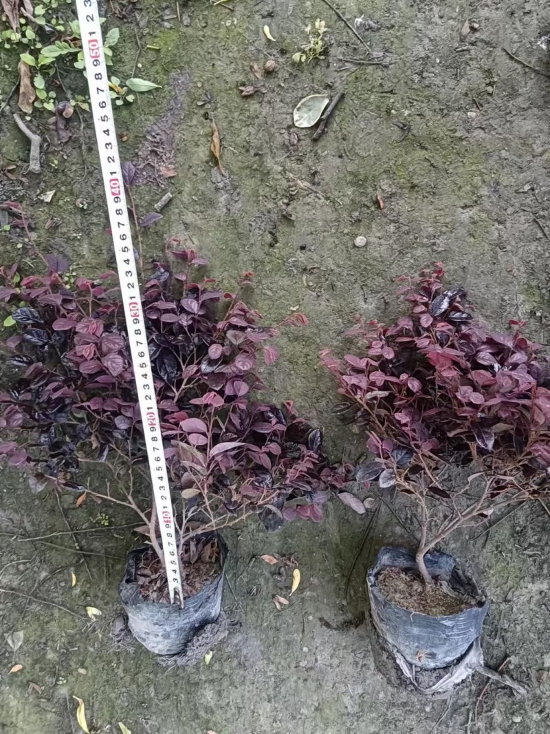 重庆苗红继木批发重庆苗木基地供应各类规格红继木基地