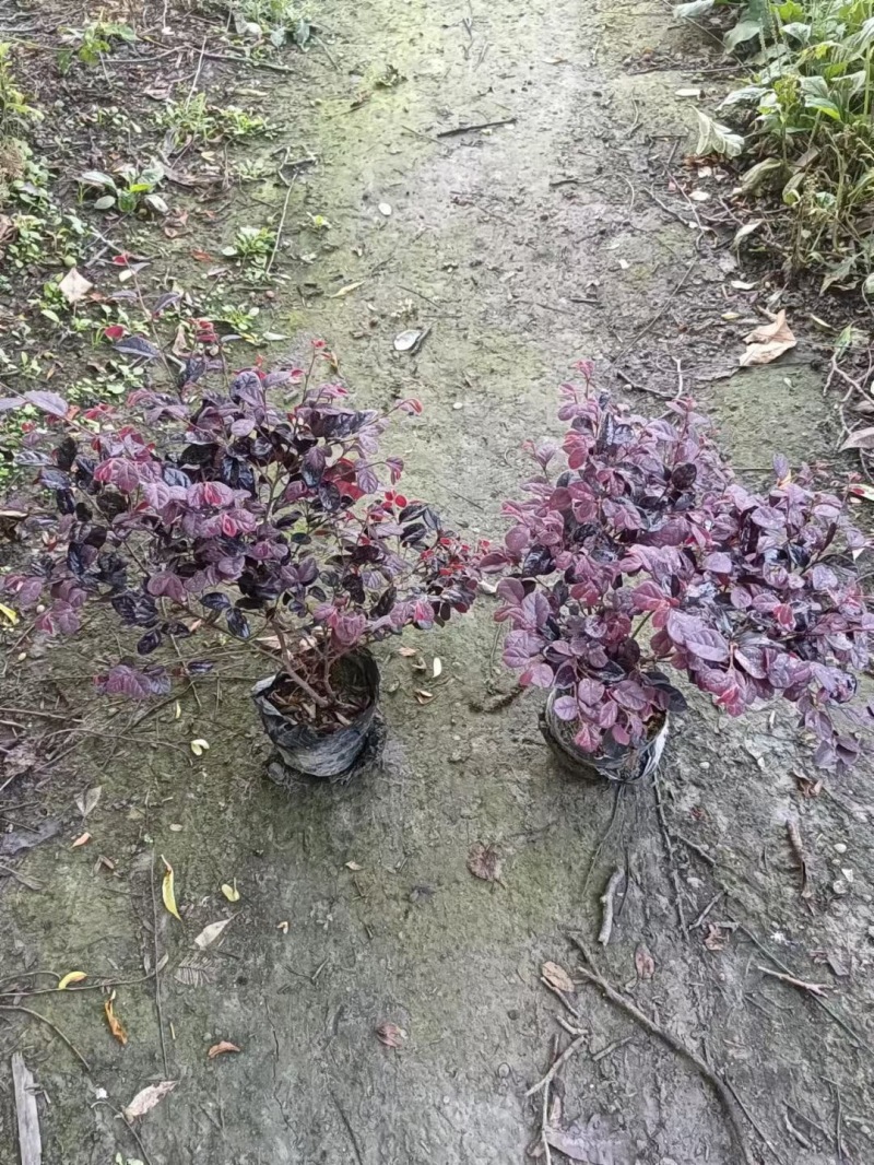重庆苗红继木批发重庆苗木基地供应各类规格红继木基地