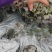 重庆苗红继木批发重庆苗木基地供应各类规格红继木基地