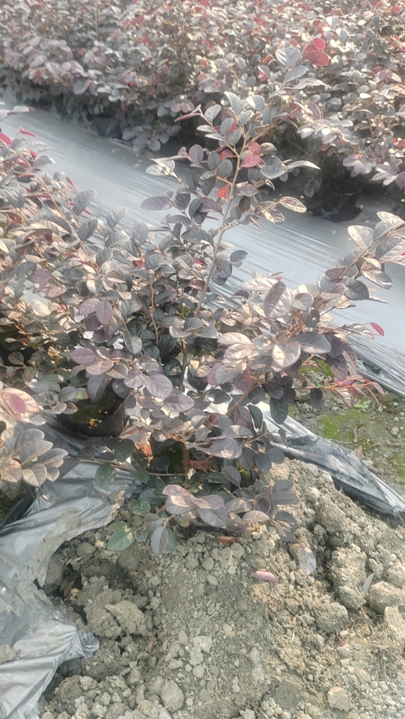 重庆苗红继木批发重庆苗木基地供应各类规格红继木基地