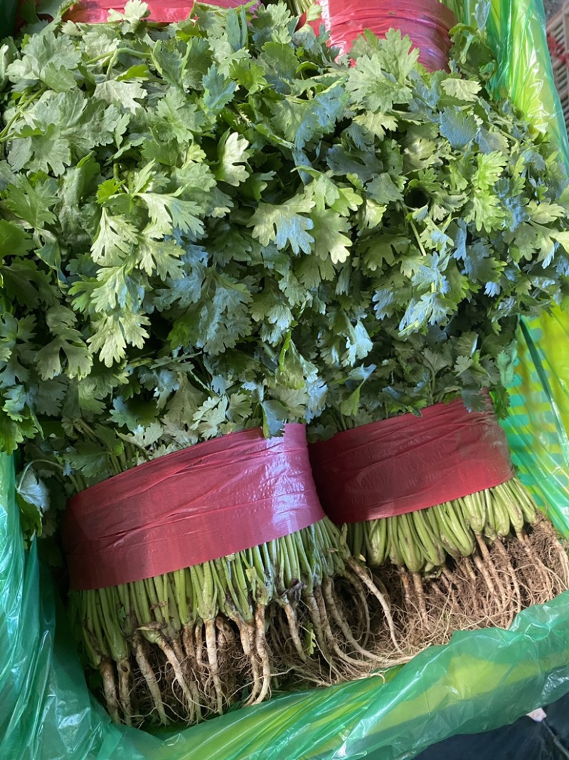 【实力】山东泰安精品大叶香菜，现采现发，品质保证