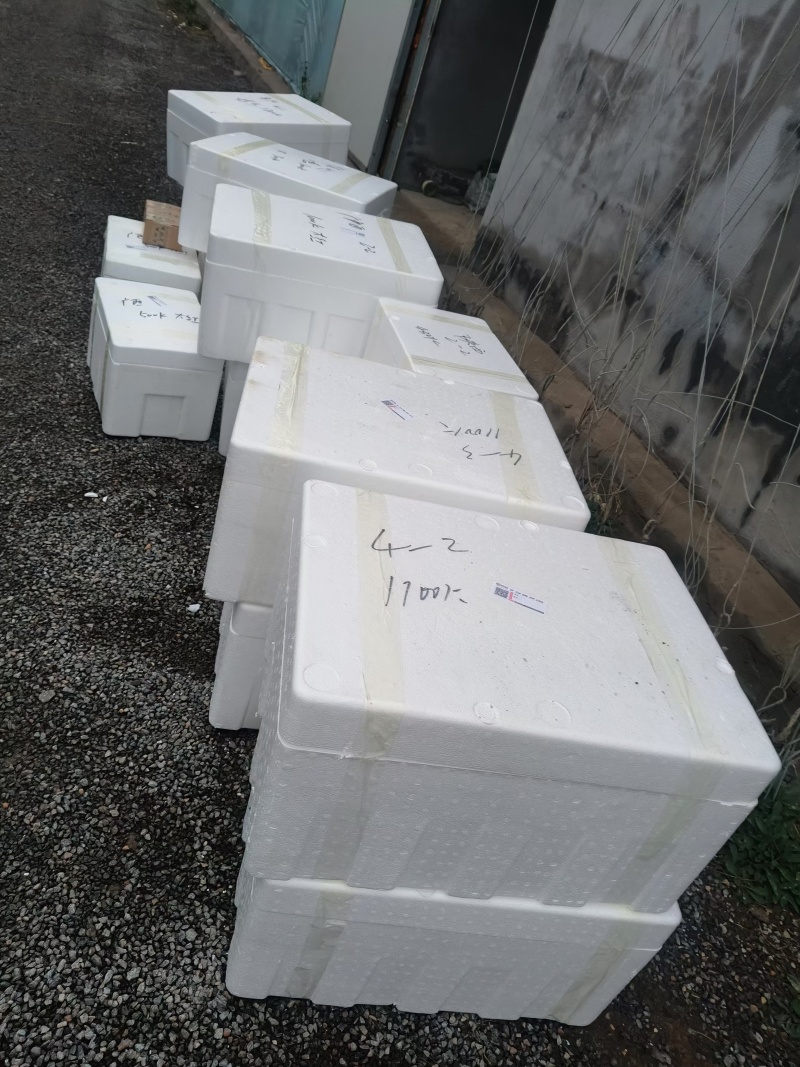 大红果番茄苗西红柿苗高产耐运输抗病性强耐高温抗根腐结线虫