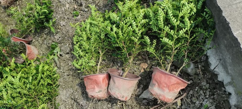 成都清香木批发成都苗木基地供应各类规格清香木基地