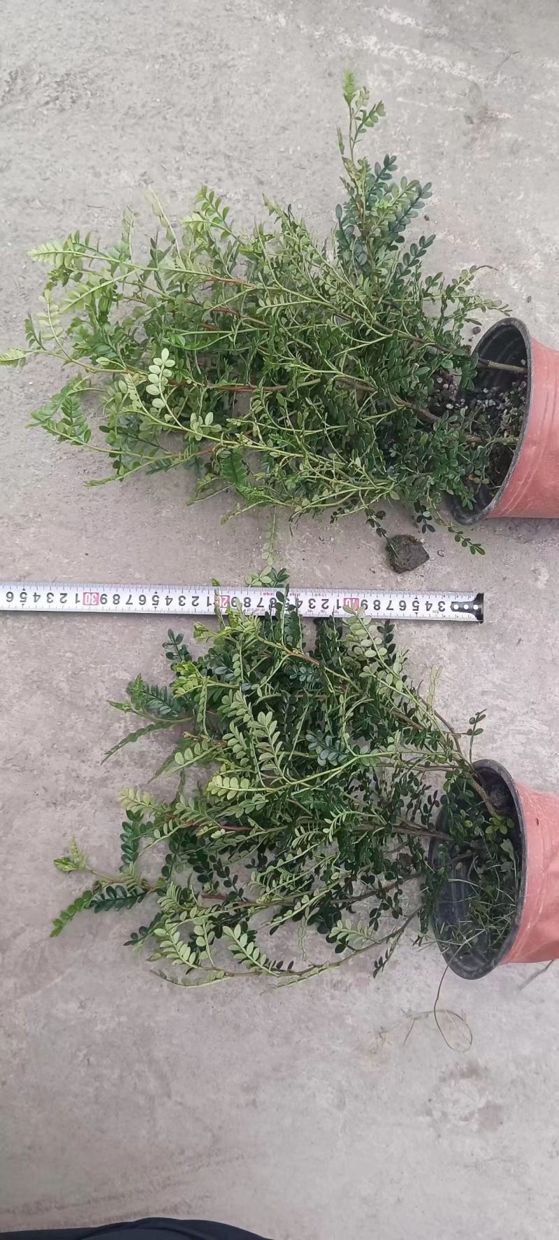 成都清香木批发成都苗木基地供应各类规格清香木基地