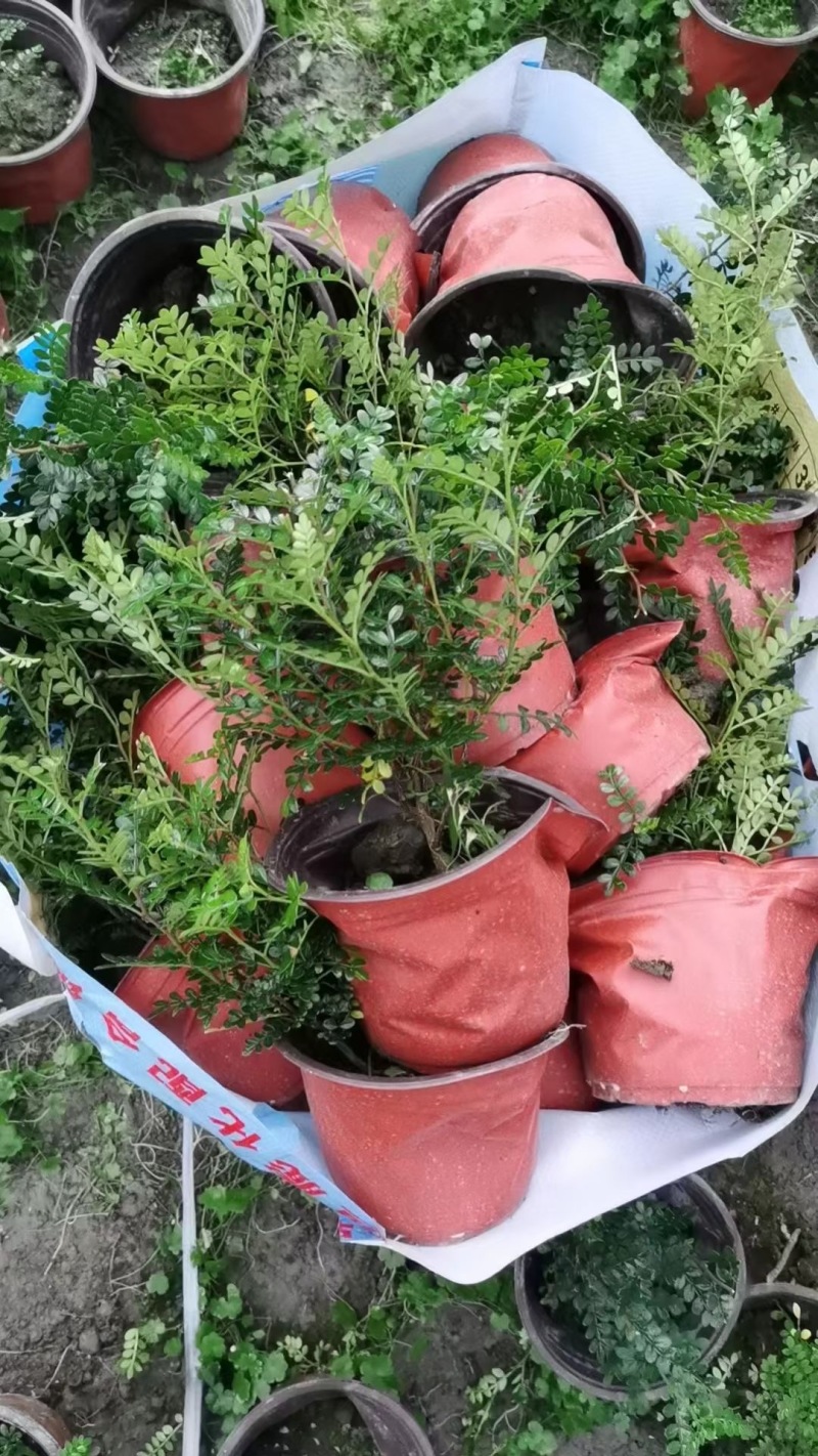 成都清香木批发成都苗木基地供应各类规格清香木基地