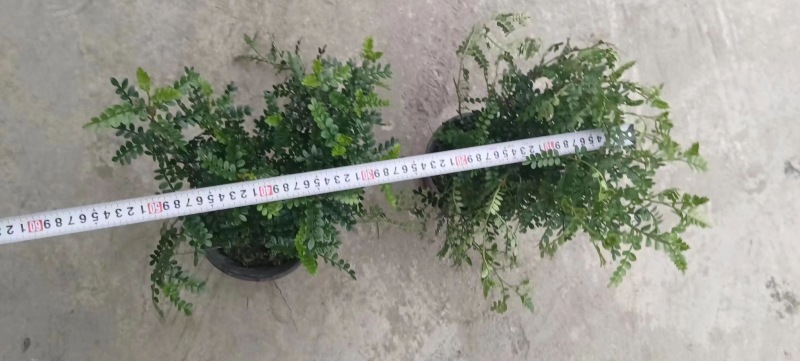 重庆清香木批发重庆苗木基地供应各类规格清香木基地