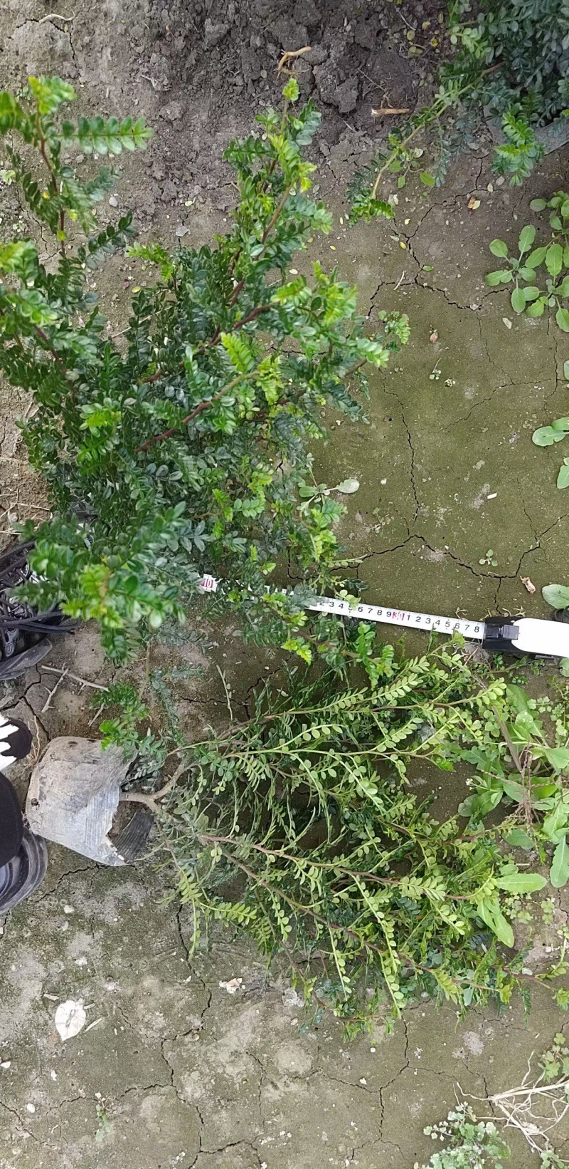 重庆清香木批发重庆苗木基地供应各类规格清香木基地