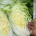 白菜黄心白菜江苏产区直发对接全国电商商超批发市场