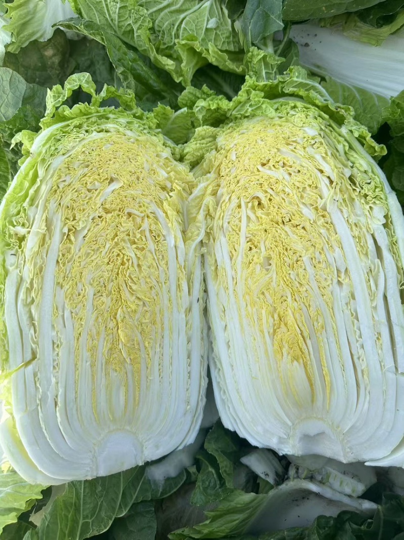 白菜黄心白菜江苏产区直发对接全国电商商超批发市场