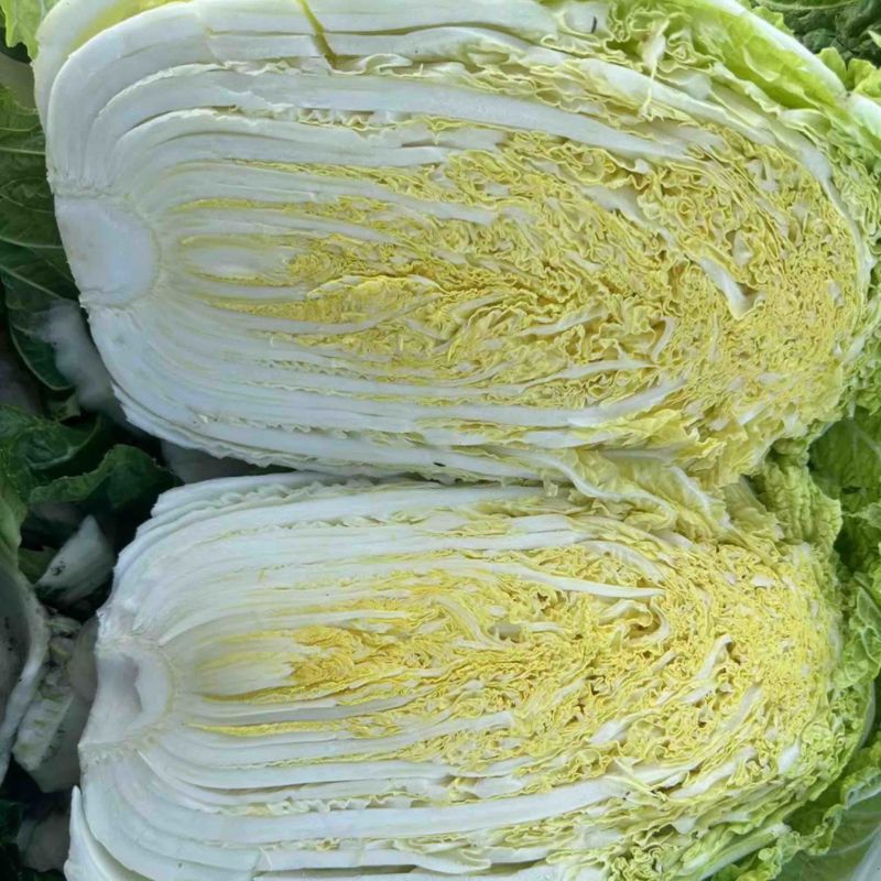 白菜黄心白菜江苏产区直发对接全国电商商超批发市场