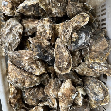 新鲜生蚝，海味十足，肉质鲜嫩，营养丰富，尽享海鲜盛宴！