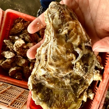 新鲜乳山生蚝，产自乳山西黄岛，蚝之韵水产出品