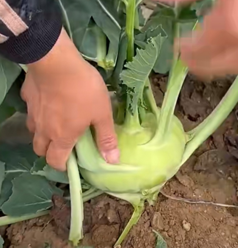 大量苤蓝现货