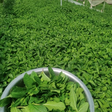 薄荷