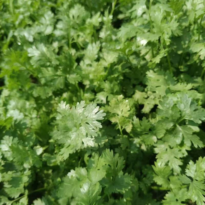 精品香菜，大叶香菜，叶面厚黑