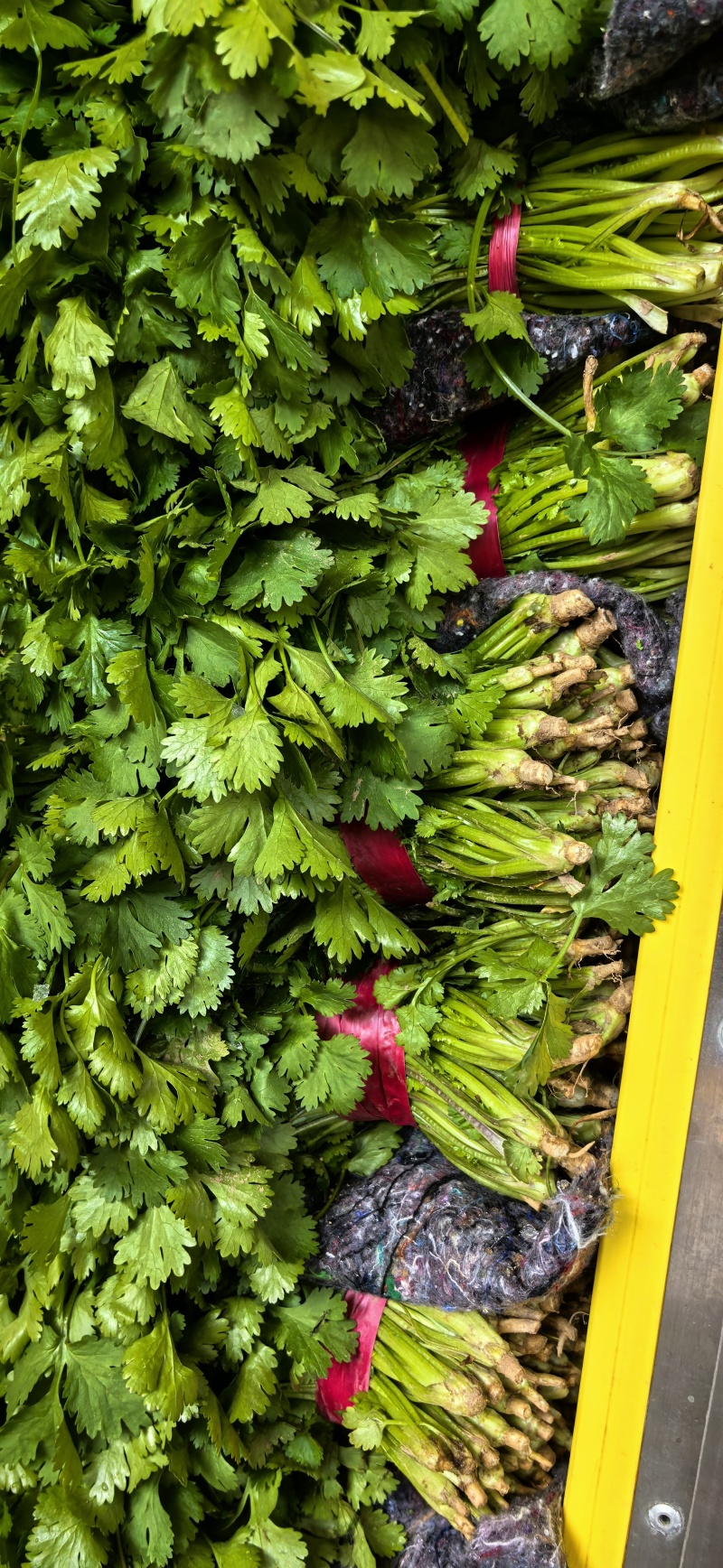 精品香菜，大叶香菜，叶面厚黑