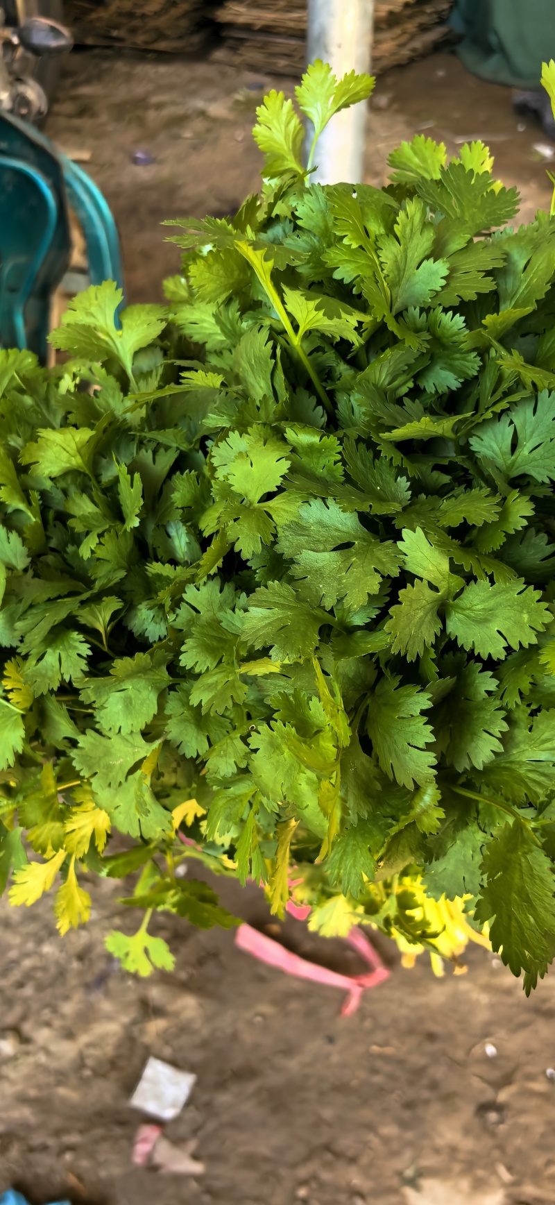 精品香菜，大叶香菜，叶面厚黑