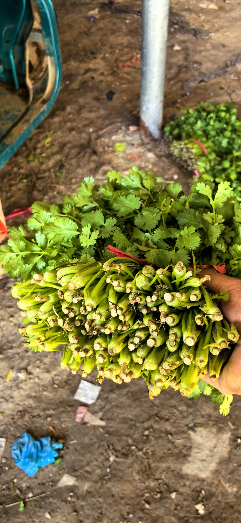精品香菜，大叶香菜，叶面厚黑