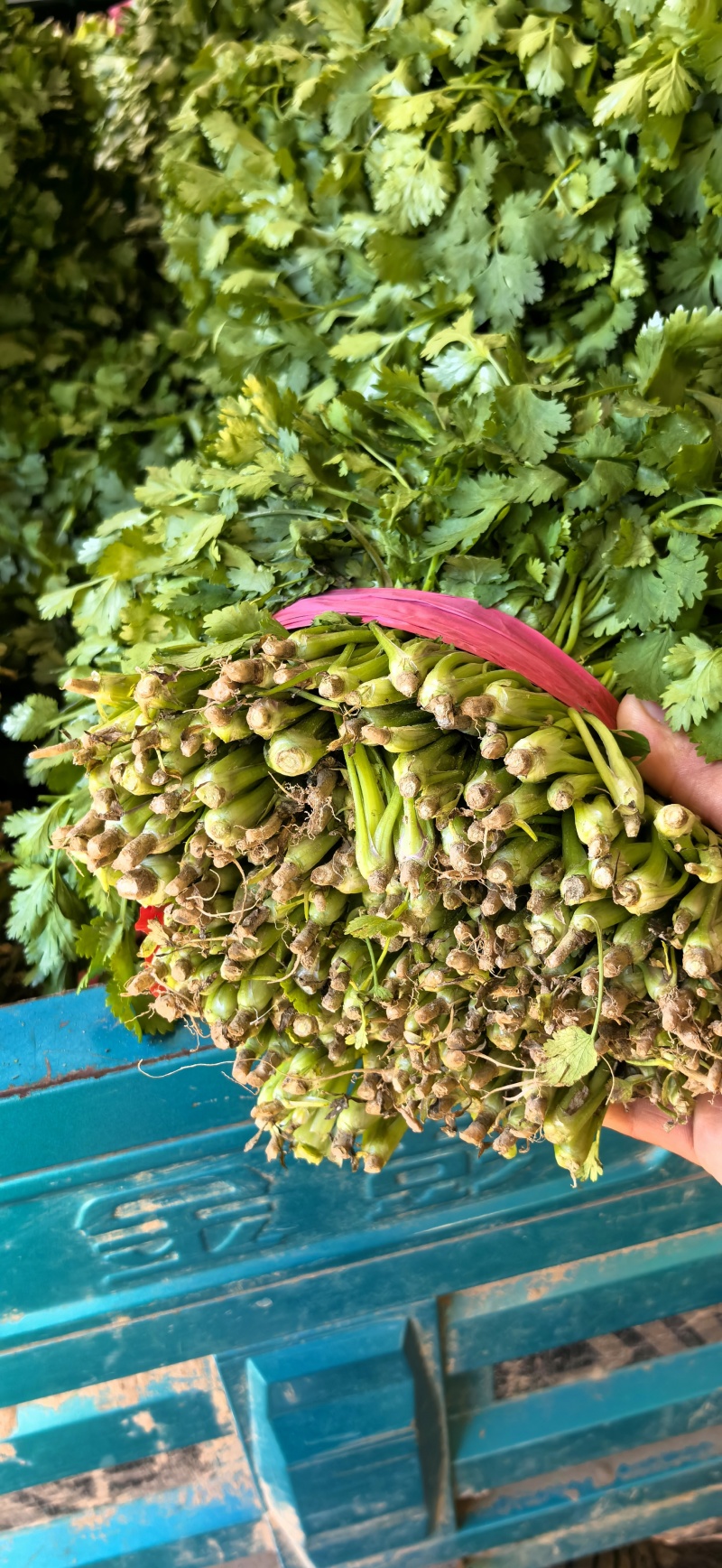 精品香菜，大叶香菜，叶面厚黑