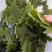 半干小海带头:海带小肉头,火锅专用炖菜厚头,1:2.5泡