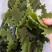 半干小海带头:海带小肉头,火锅专用炖菜厚头,1:2.5泡