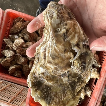 新鲜乳山生蚝，海味鲜美，肉质肥厚，尽享海鲜盛宴