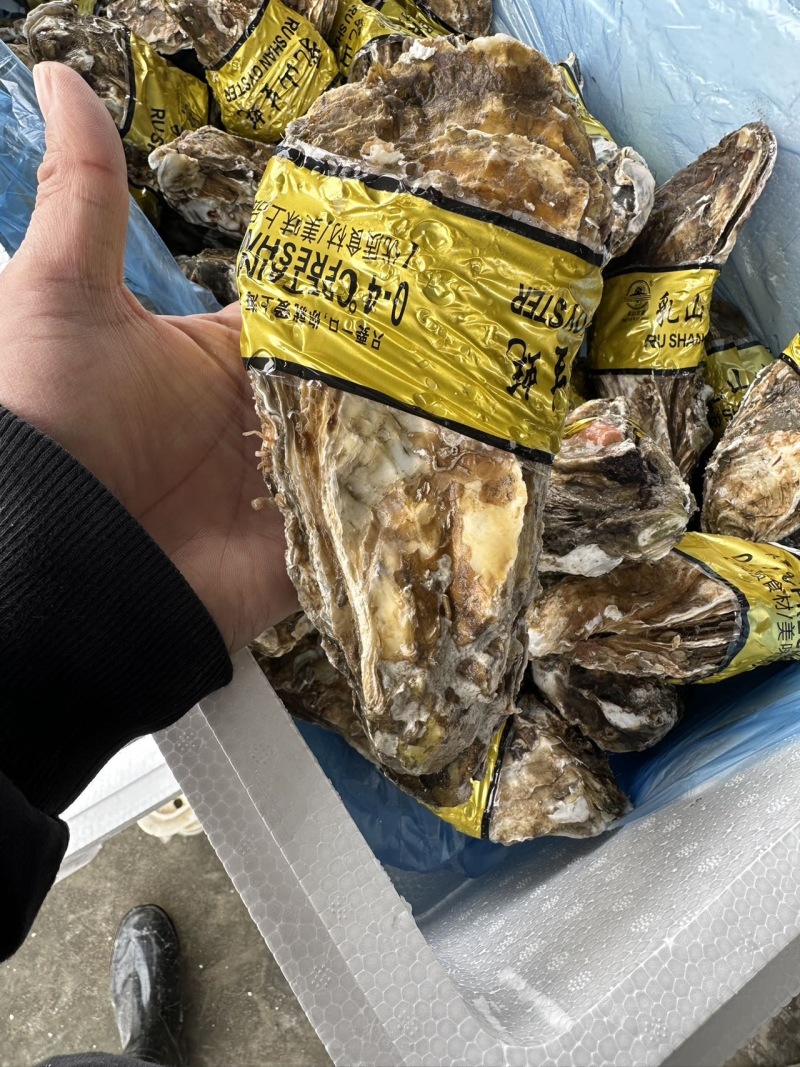 新鲜乳山生蚝，海味鲜美，肉质肥厚，尽享海鲜盛宴